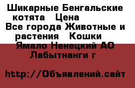 Шикарные Бенгальские котята › Цена ­ 25 000 - Все города Животные и растения » Кошки   . Ямало-Ненецкий АО,Лабытнанги г.